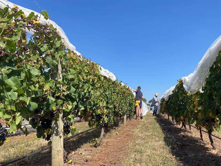 Herrmann Wines, Wineries in Dunkeld