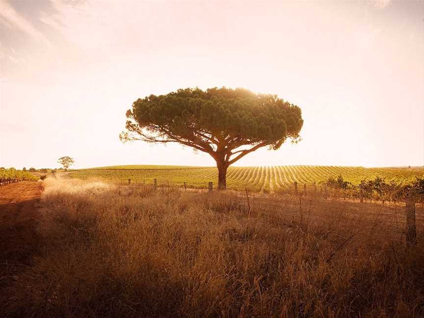 McGuigan Wines (Barossa Valley), Wineries in Lyndoch