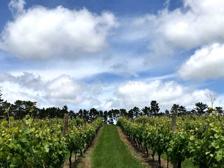 Coopers Creek Vineyard, Kumeu, New Zealand