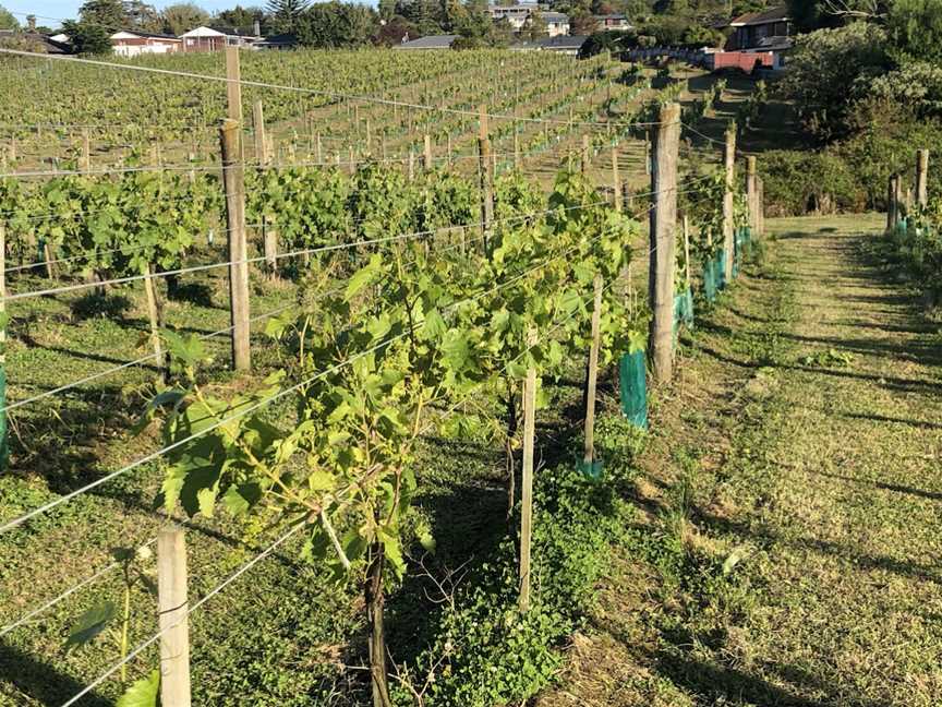 Fino Valley Wines New Zealand, Henderson Valley, New Zealand
