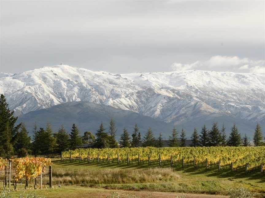 Grey Ridge Vineyard, Alexandra, New Zealand