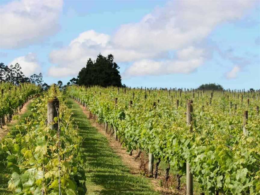 Soljans Estate Winery, Auckland, New Zealand