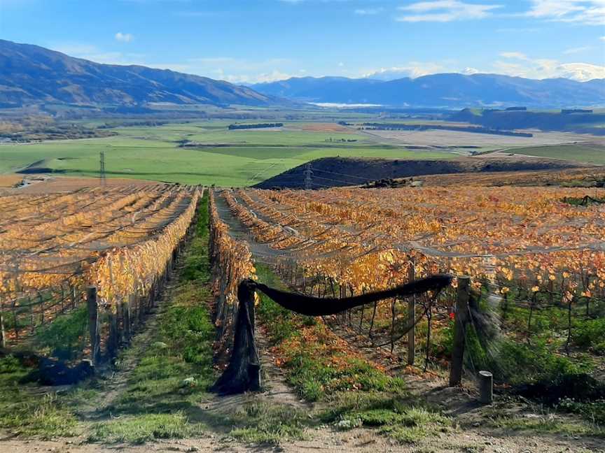van der Mark vineyard & ariosa wines, Bendigo, New Zealand