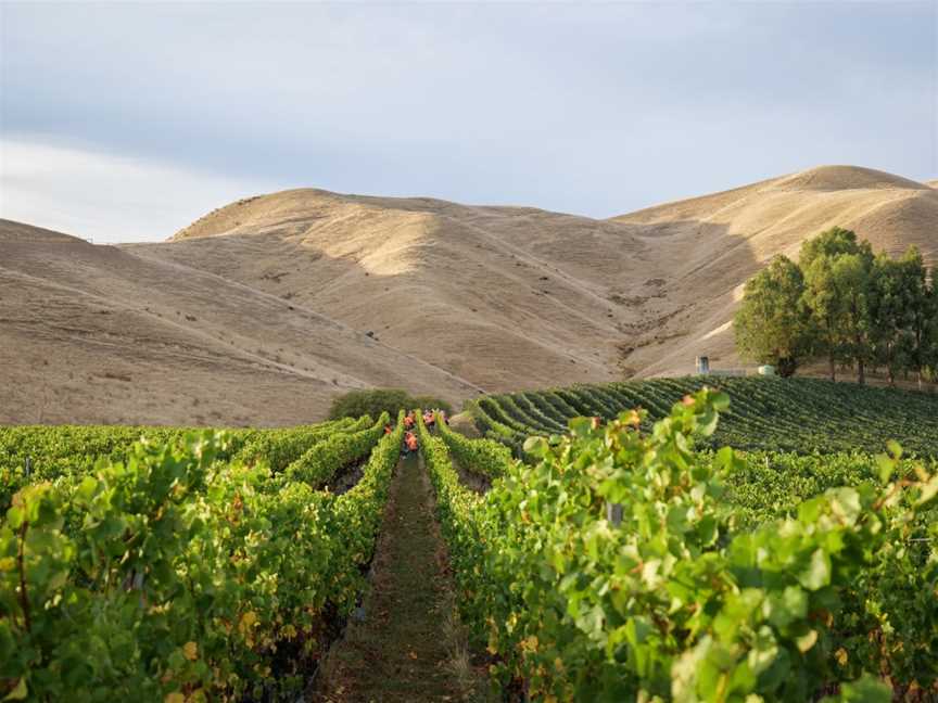 Giesen Group Winery,Giesen Wines, Blenheim, New Zealand