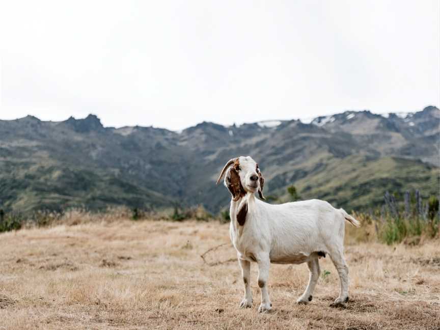 Nanny Goat Vineyard, Wanaka, New Zealand