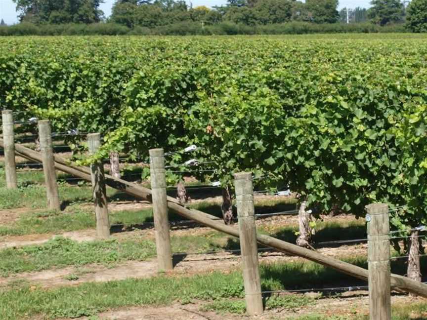 Vicarage Lane Wines, Wineries in Rapaura