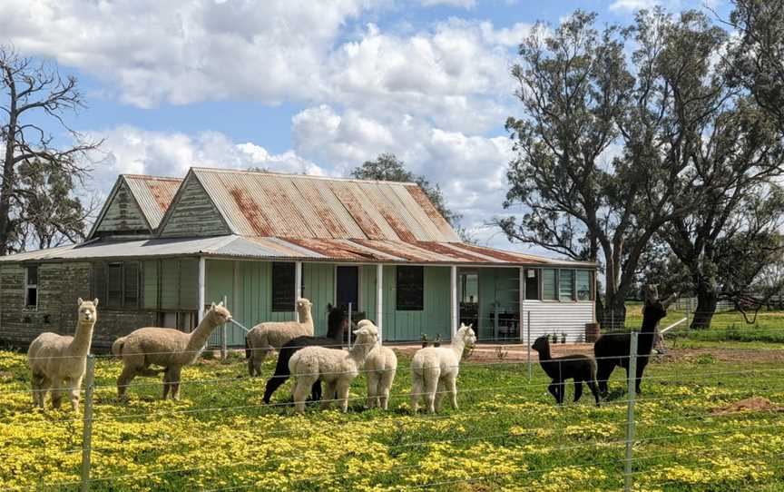 Quentin Park Alpacas & Studio Gallery, Tomingley, NSW