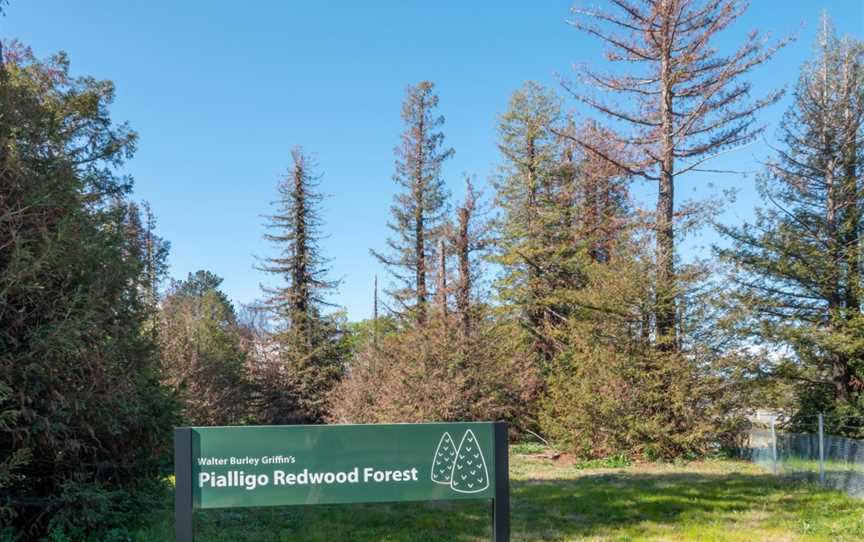 Pialligo Redwood Forest, Pialligo, ACT