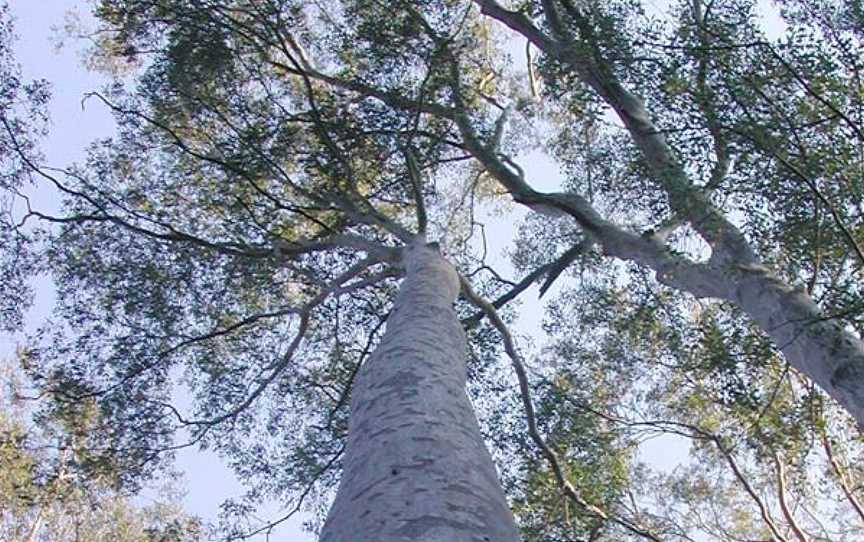 Chaelundi National Park, Chaelundi, NSW