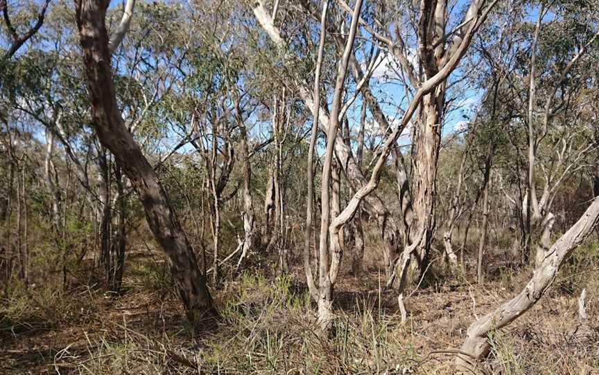 Migurra Reserve, Cootamundra, NSW