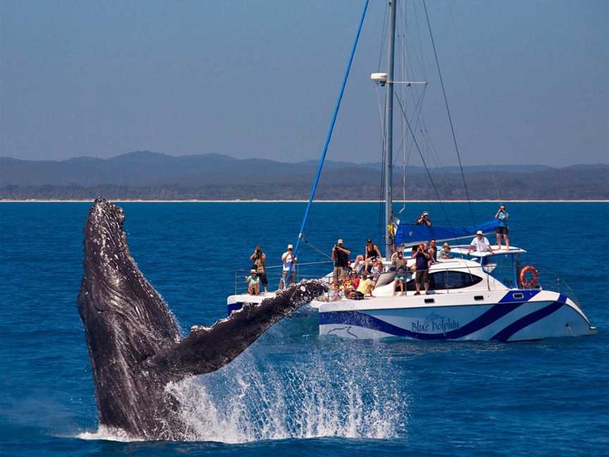 Blue Dolphin Marine Tours, Urangan, QLD