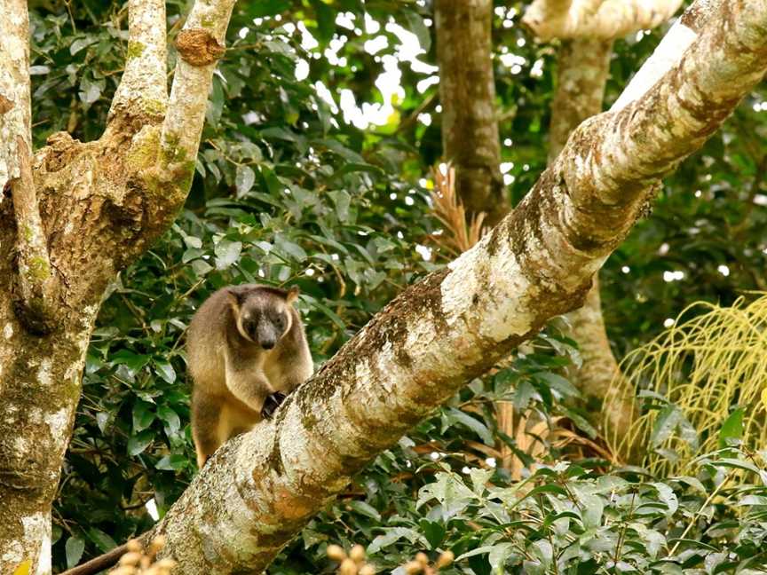 Blue Adventures Wildlife & Rainforest Tours, Port Douglas, QLD