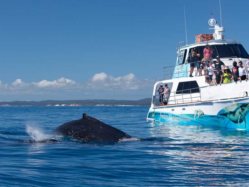 Freedom III Whale Watch and Charters, Urangan, QLD