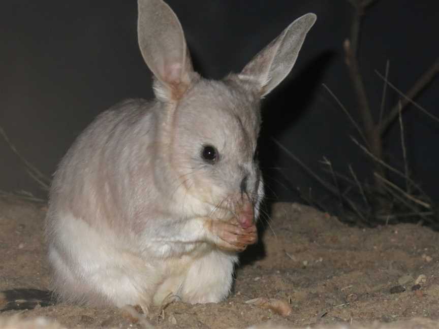 Charleville Bilby Experience, Charleville, QLD