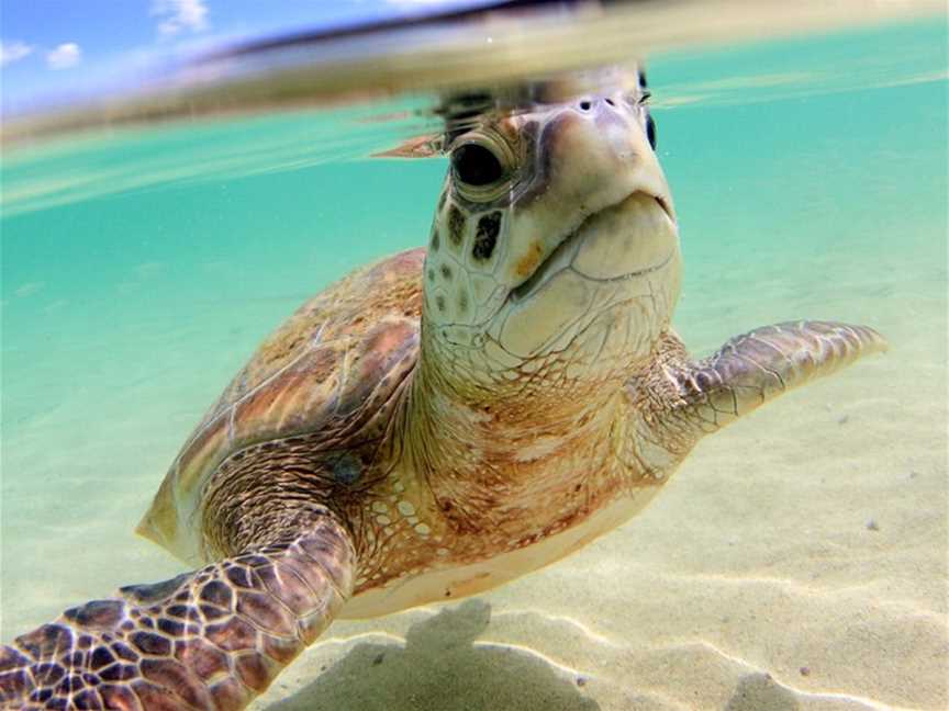 Marine Adventures Turtle Tours, Lord Howe Island, NSW