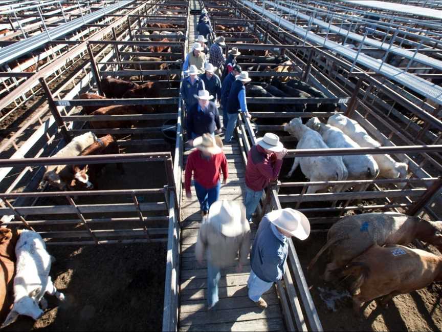 Dalby Saleyards Tours - WDRC, Dalby, QLD
