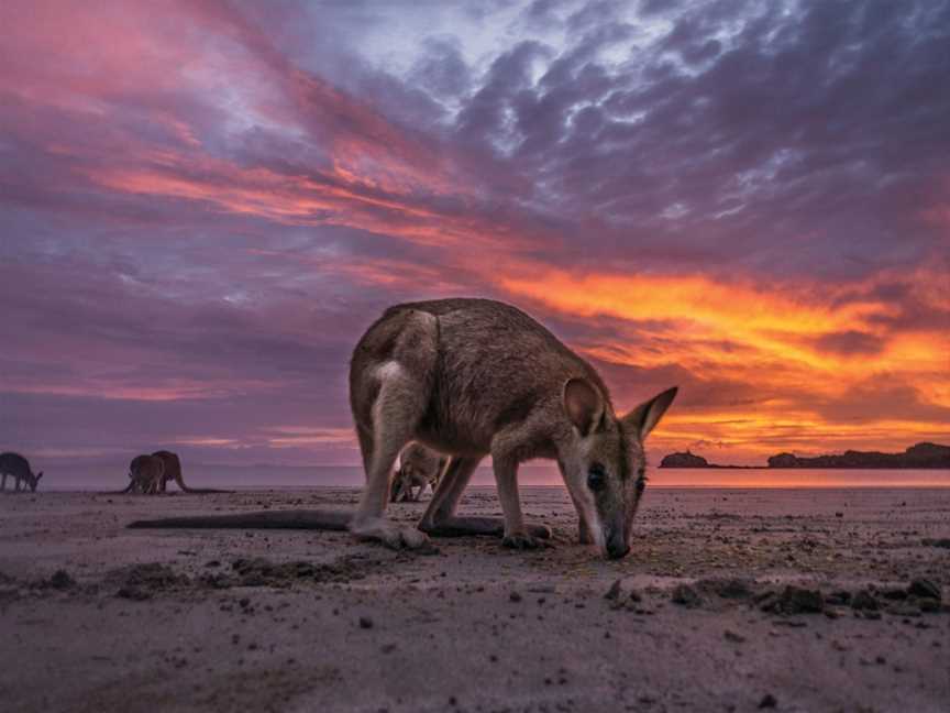 Cape Hillsborough Sunrise with the Wallabies, Cape Hillsborough, QLD
