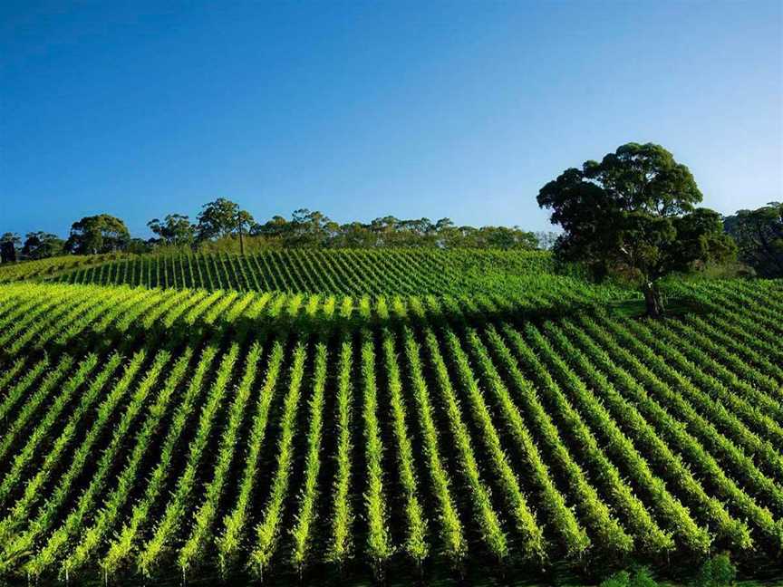 Hillbillé Winery, Wineries in Nannup