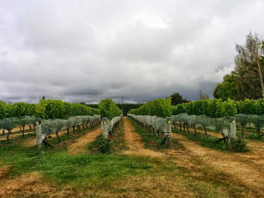 Forrest Wines, Renwick, New Zealand