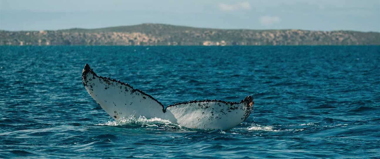 Whale Watching in Margaret River