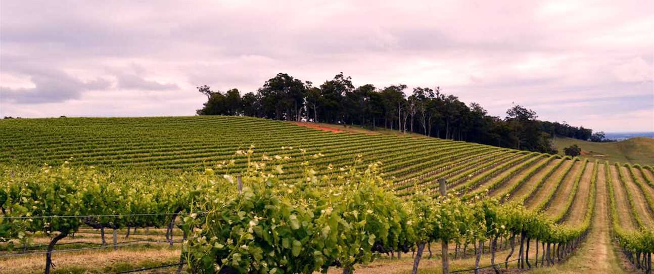 Wineries in Geographe