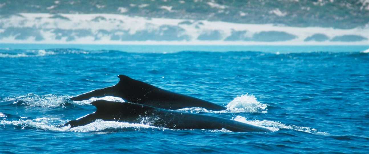 Whale Watching in the Golden Outback