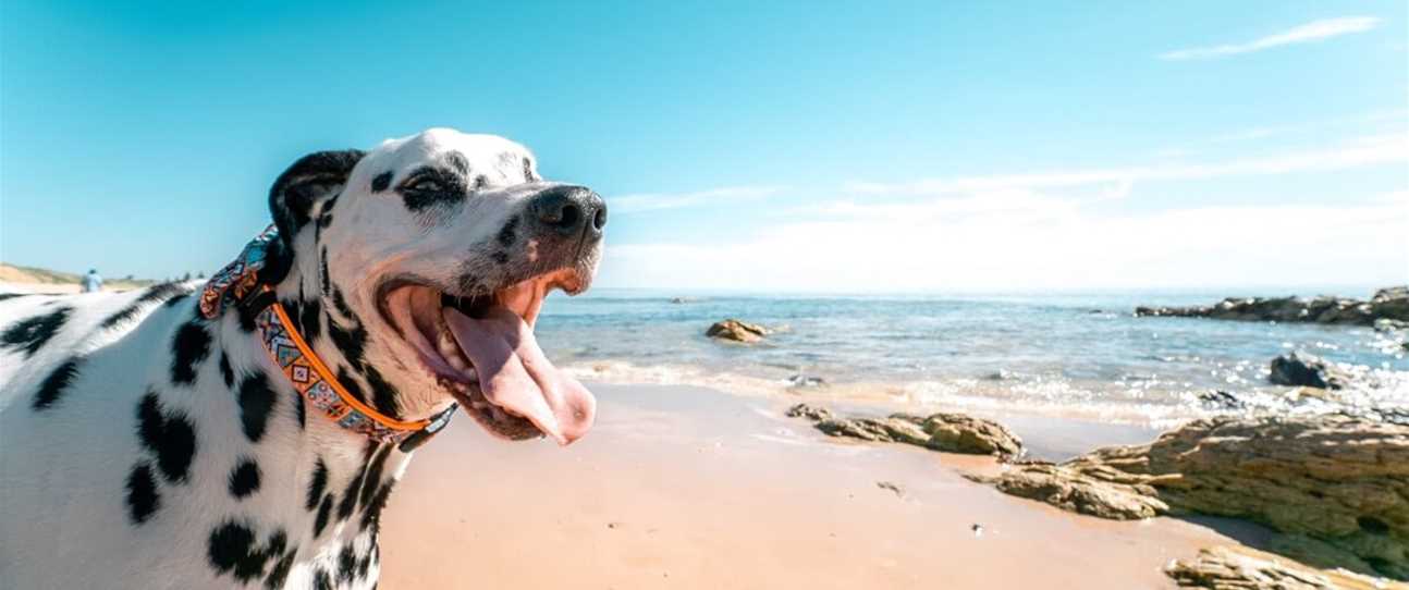 Dog-friendly beaches across Perth