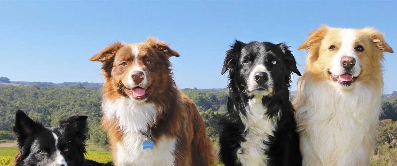 Dog-friendly wineries in the Perth Hills and Swan Valley