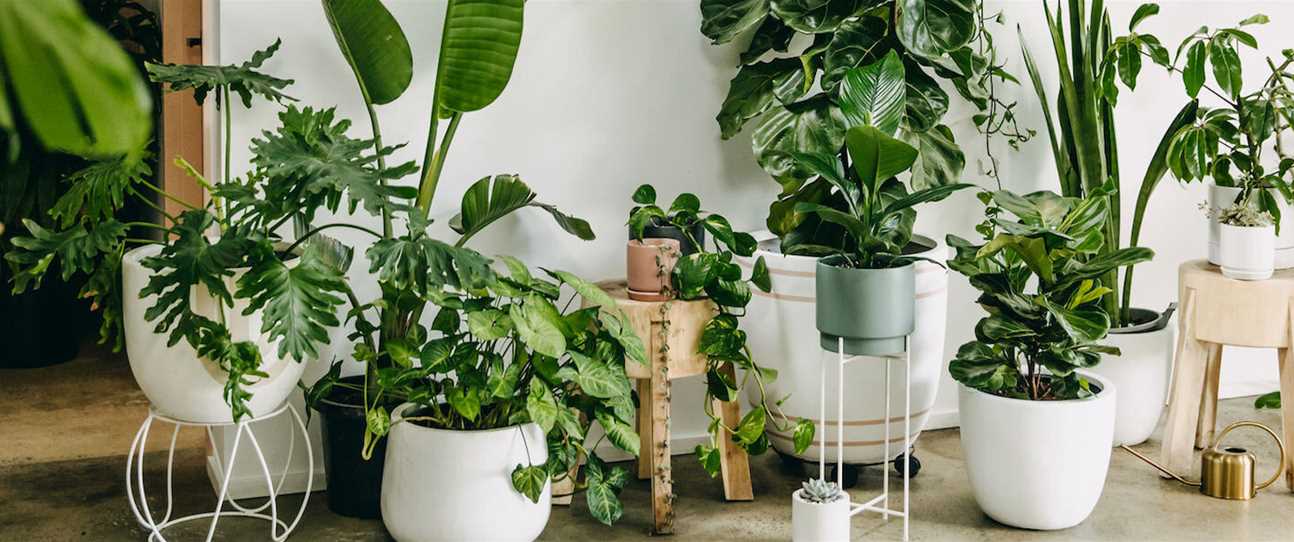 Five indoor house plants even you'll struggle to kill, including the mother-in-law's tongue