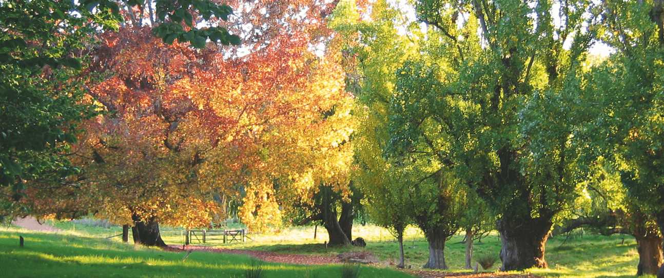 Discover Balingup, listed in Qantas' top five places in Australia to see autumn colours