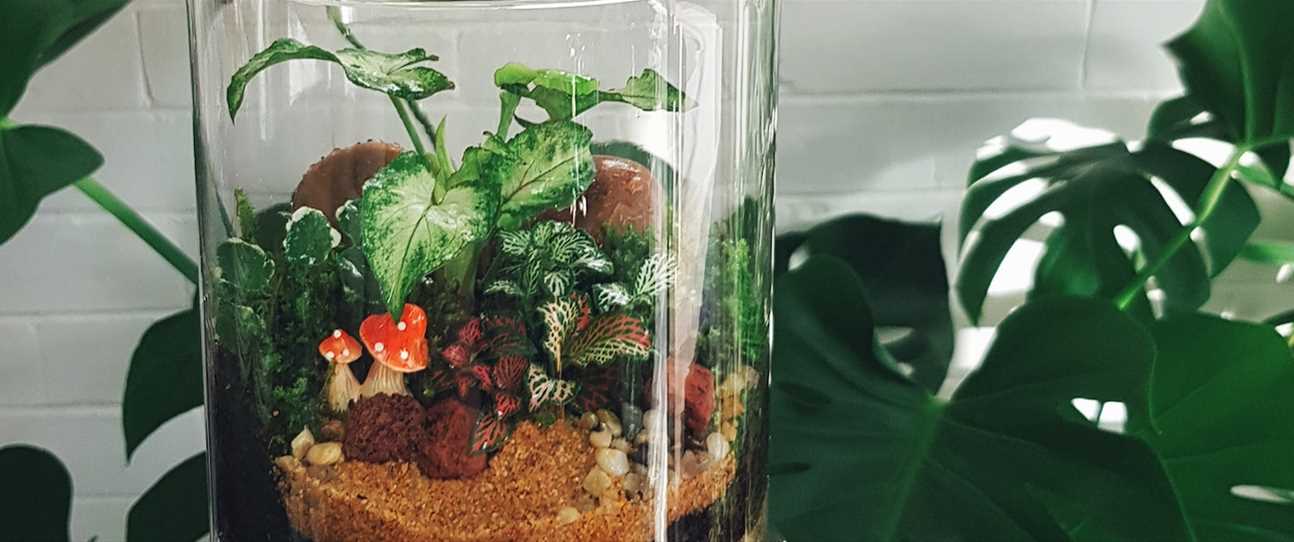 How to grow your own miniature rainforest in a bottle