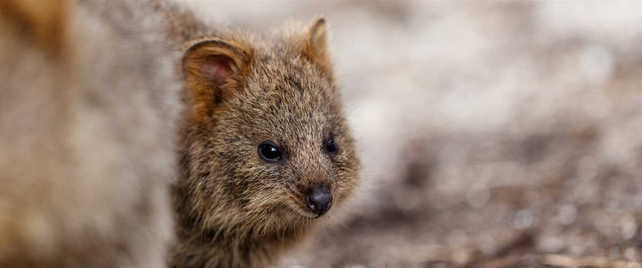 Join the Birthday Party for Baby Quokkas on Rottnest Island, with family-friendly festivities throughout September