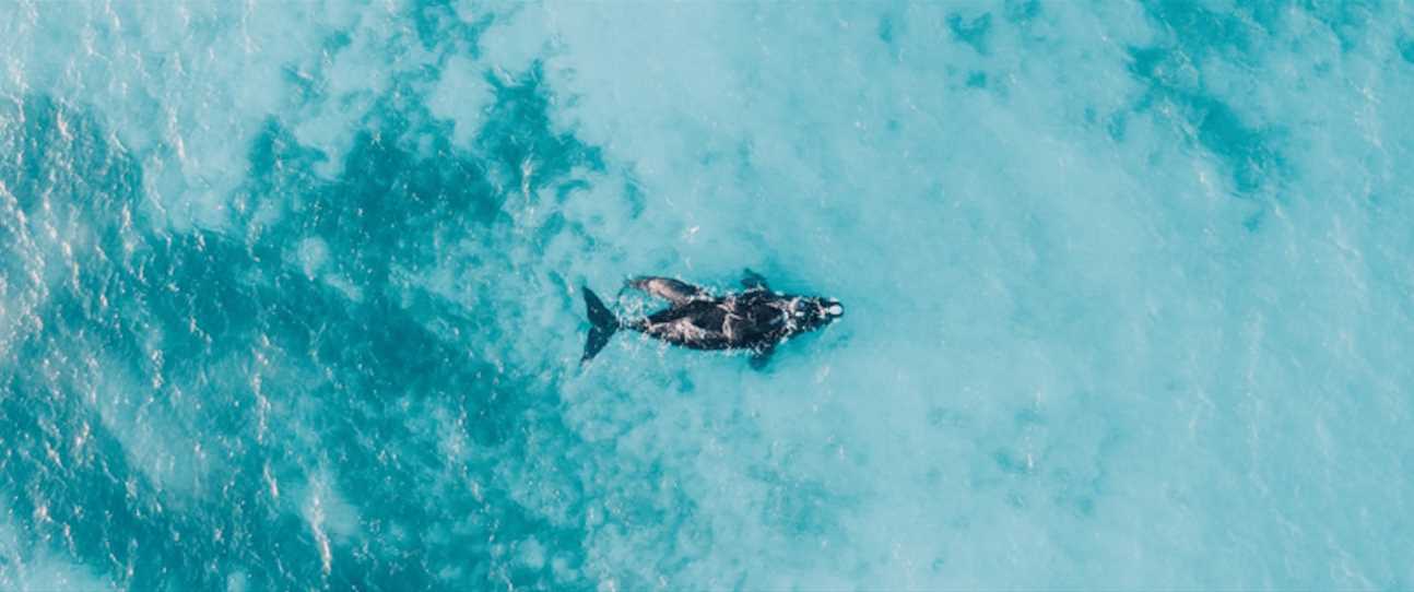 Incredible ocean wildlife shots of beloved West Aussie animals