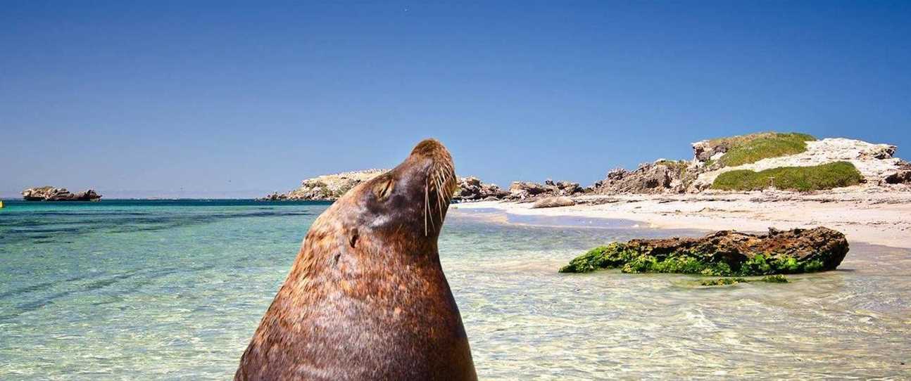 Penguin Island Day Trips: feeding penguins, wild dolphins swims & glass-bottom boat tours