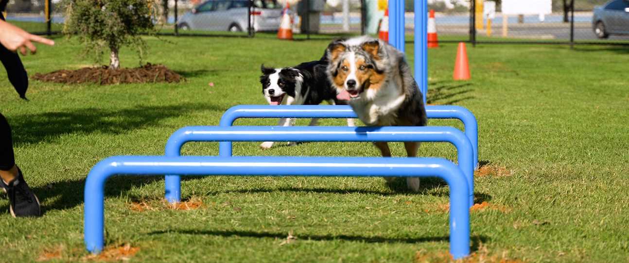 New Dog Agility Park opens in the Perth CBD