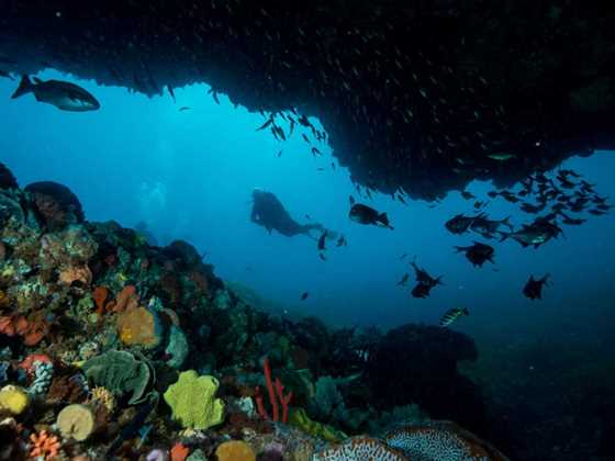 Reef diving in WA