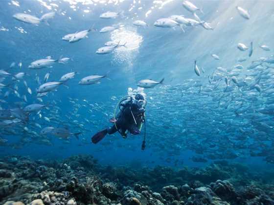 Diving in WA