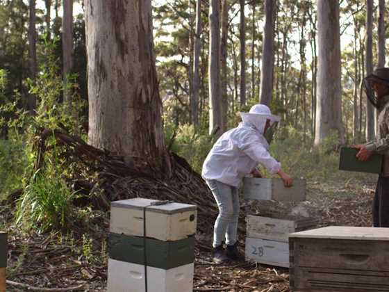 Why WA honey tastes better, straight from the hive and chemical-free