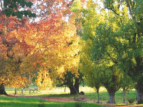 Discover Balingup, listed in Qantas' top five places in Australia to see autumn colours