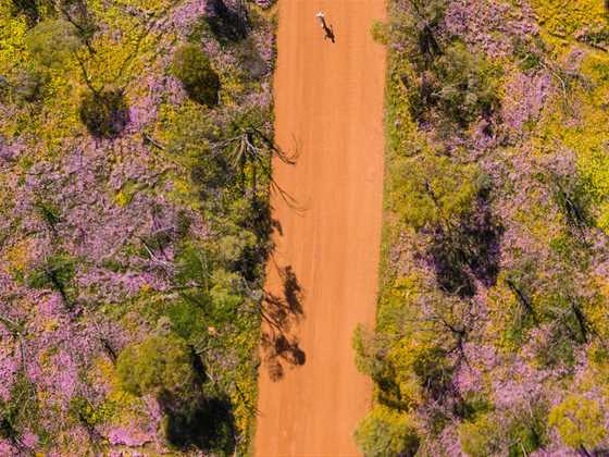 Best Wildflower Trails in the Coral Coast: it's closer and easier than you think