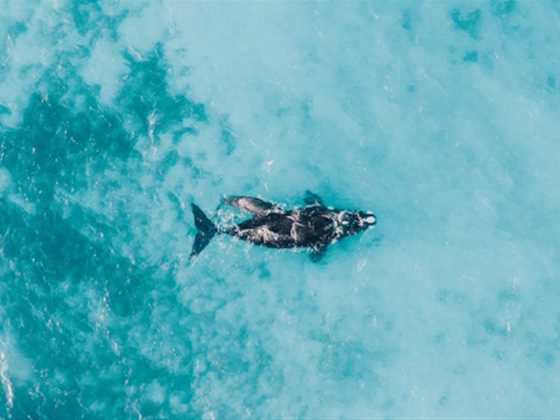 Incredible ocean wildlife shots of beloved West Aussie animals