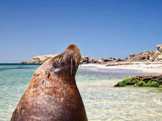 Penguin Island day trip: feeding penguins wild dolphins swims glass bottom boat tours