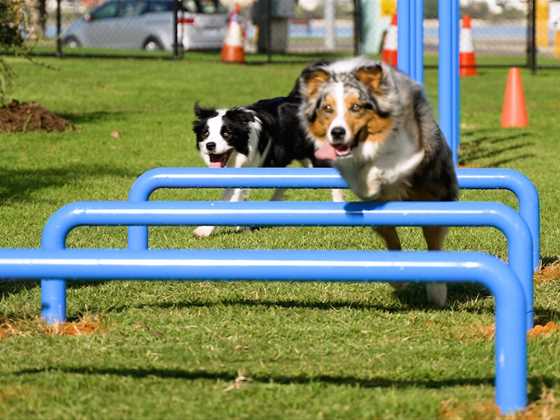 New dog agility park opens in Perth