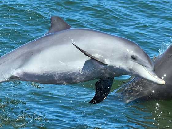 Magical dolphin encounters in the canals of Mandurah