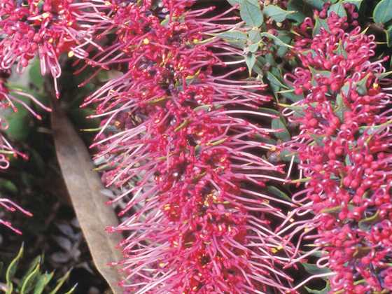 Discover the hidden springtime treasures of the Great Southern at the LiveLighter Bloom Festival