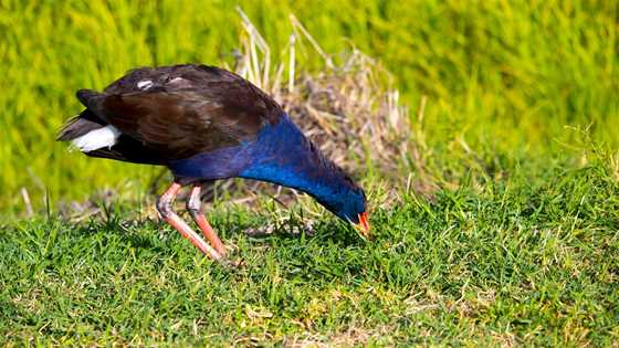 Birdwatching in the South