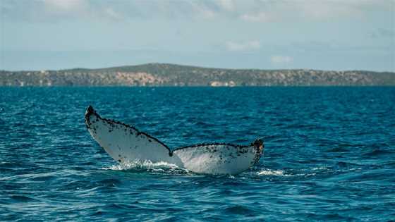 Whale watching in WA's north west