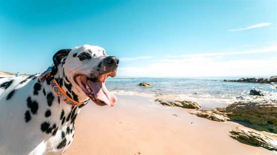 Dog friendly beaches across Perth