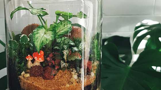 How to grow your own miniature rainforest in a bottle