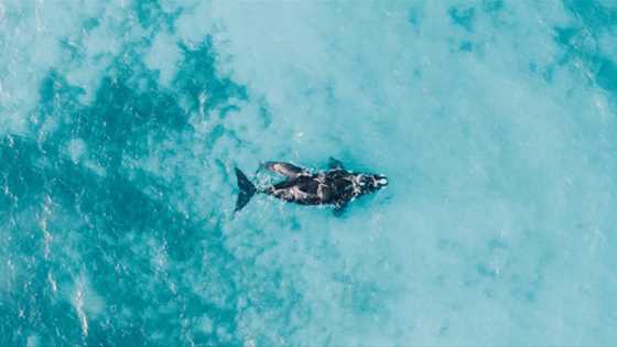 Incredible ocean wildlife shots of beloved West Aussie animals